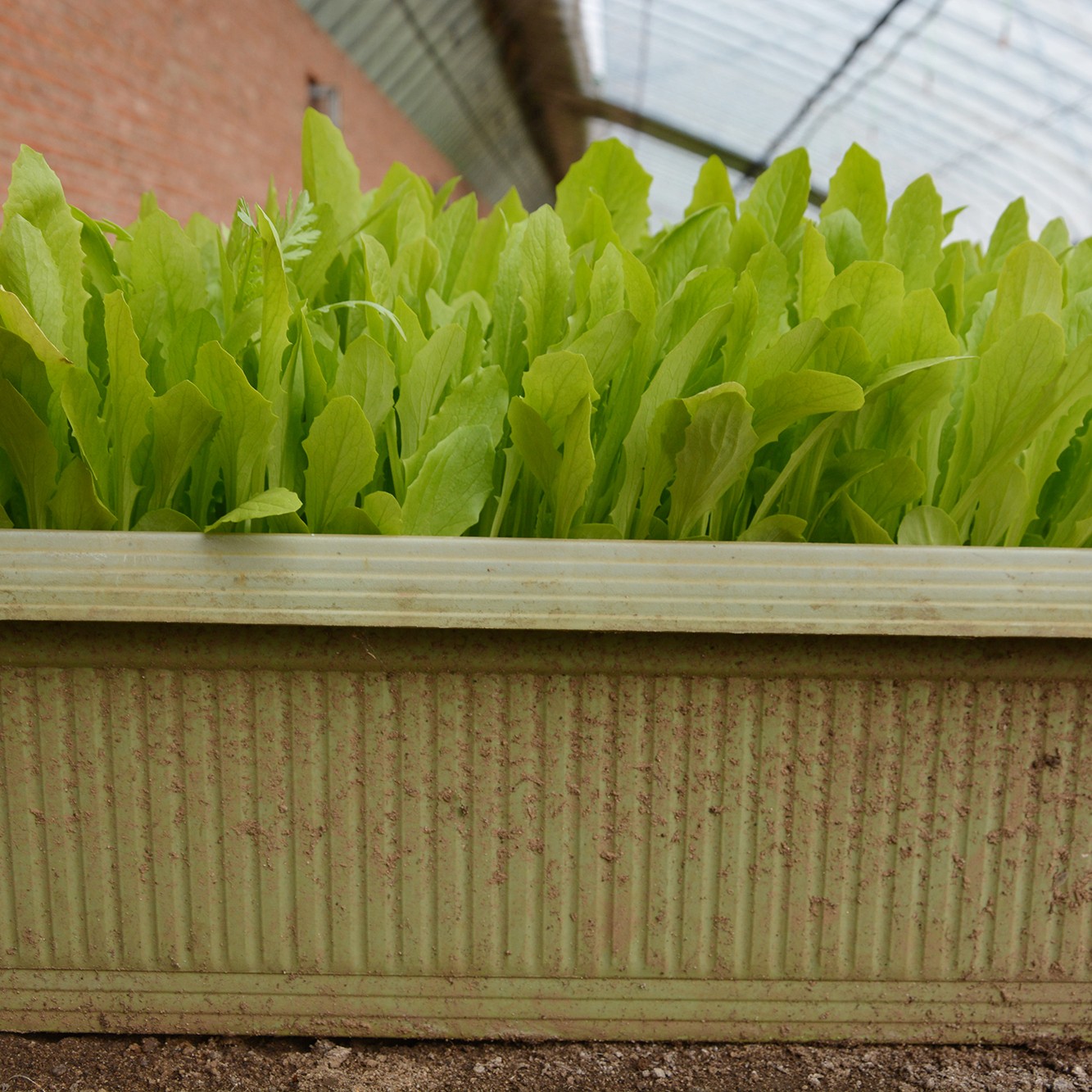 蔬菜盆栽青嫩油麦菜绿色蔬菜改善环境家居新时尚