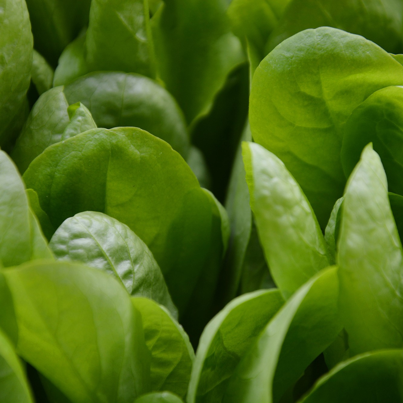 蔬菜盆栽青嫩油麦菜绿色蔬菜改善环境家居新时尚